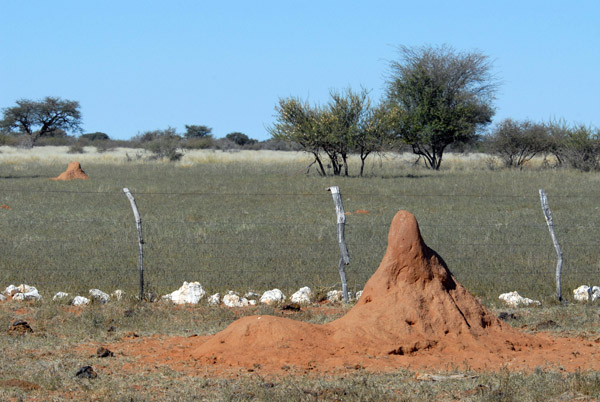 Termite mound, Farm Olifantwater West