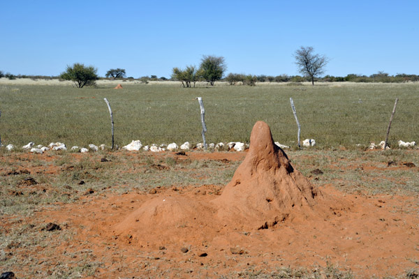 Termite mound, Farm Olifantwater West