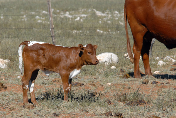 Calf, Farm Olifantwater West