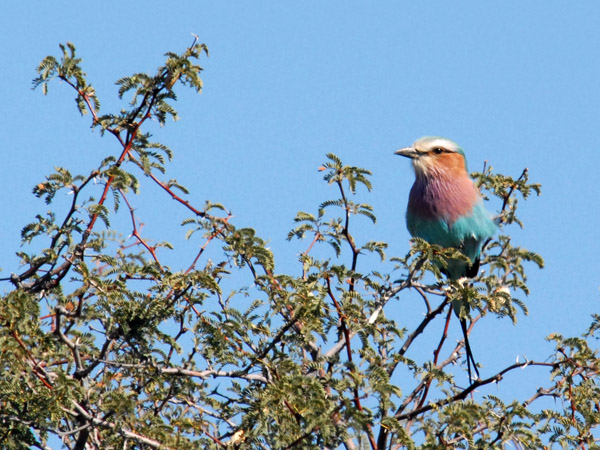 Lilac Breasted Roller, Farm Olifantwater West