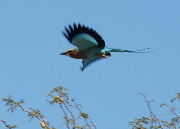 Lilac Breasted Roller in flight, Farm Olifantwater West
