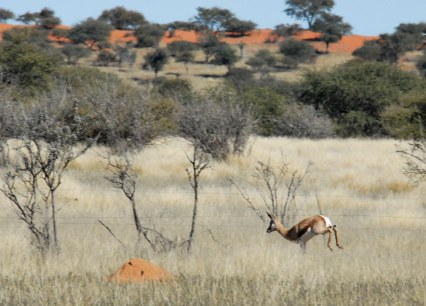 Springbok with a Kalahari dune in the background