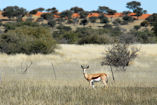 Springbok, Farm Olifantwater West, Namibia