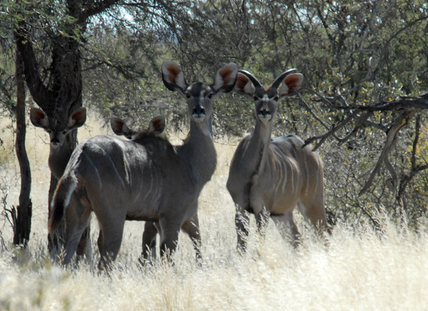 Kudu, Farm Olifantwater West