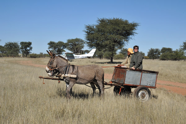 Donkey cart, Namibia