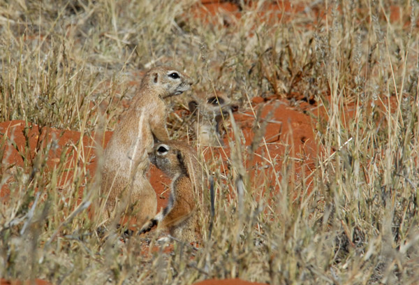 Cape Ground Squirrels and...what's that...a meerkat peeking up from a hole behind them