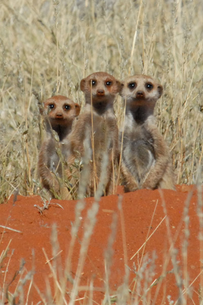 The meerkats are very shy