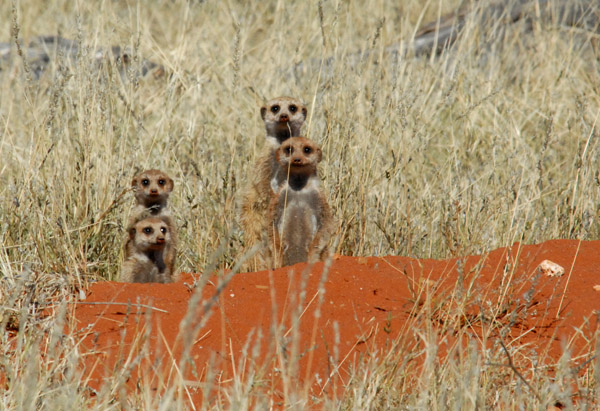 Meerkats peeking up from their hole, Olifantwater