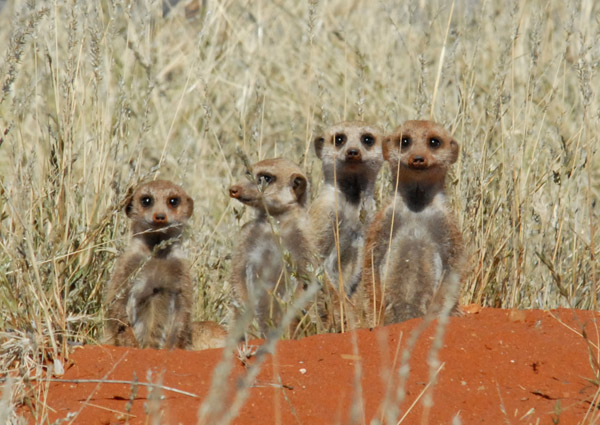 Meerkats - so cute
