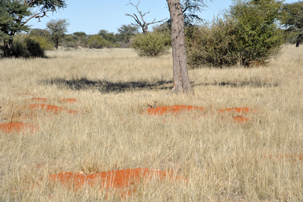 Olifantwater's combined Cape Ground Squirrel and Meerkat colony