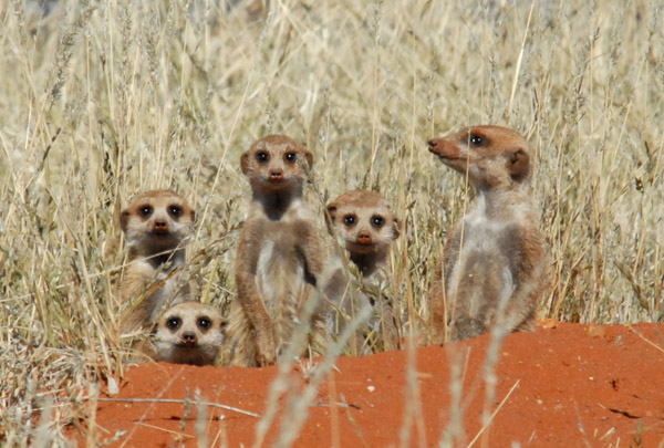 5 meercats, Olifantwater, Namibia