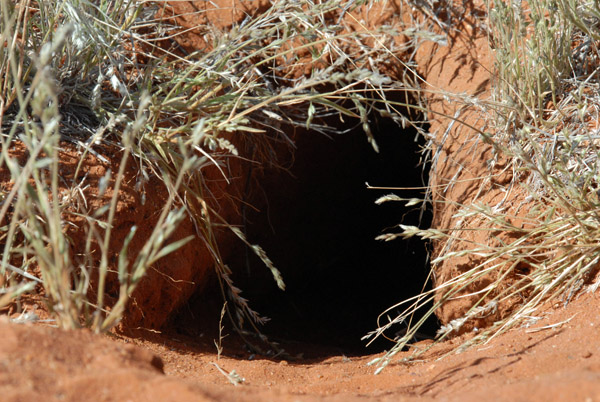 The meerkat hole