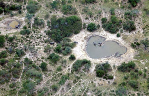 Elephants in a water hole, Caprivi Strip, Namibia