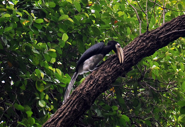 Oriental pied-hornbill (Anthracoceros albirostris), Fort Canning Park
