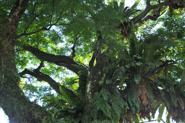 The Saga Tree (Adenanthera pavonia), a Singapore Heritage Tree