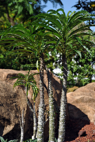 Pachypodium rutenbergianum, Apocynaceae