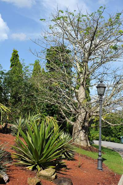 Singapore Botanical Gardens