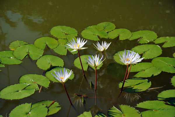 Lily pads, Sundial Garden, Singapore Botanical Gardens