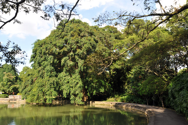 Swan Lake, Singapore Botanical Gardens