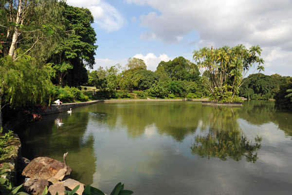 Swan Lake, Singapore Botanical Gardens