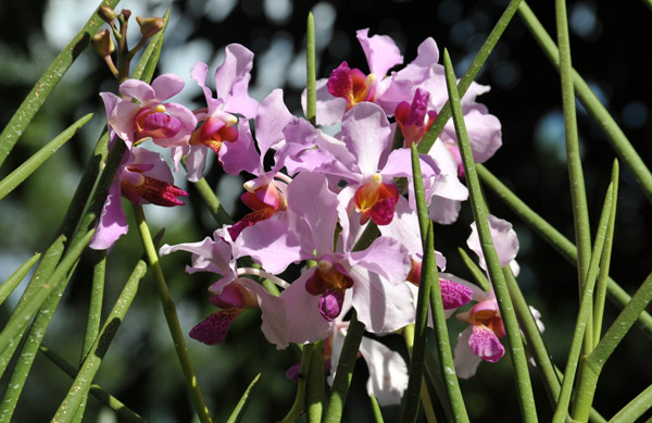 National Orchid Garden, Singapore Botanical Gardens