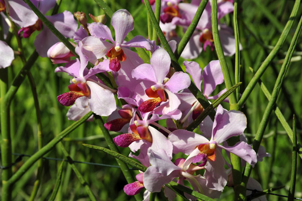 National Orchid Garden, Singapore Botanical Gardens