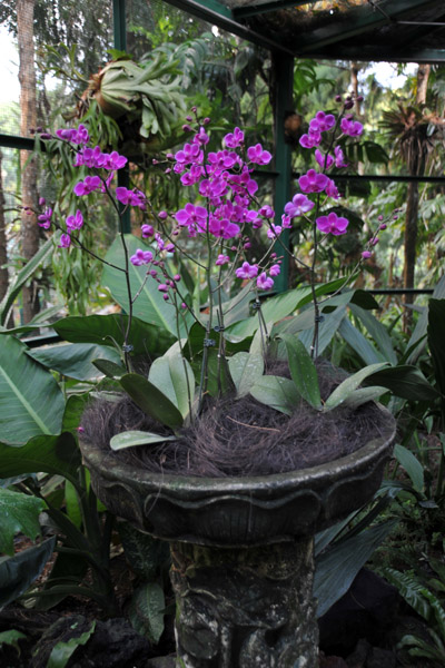 The Mist House, National Orchid Garden