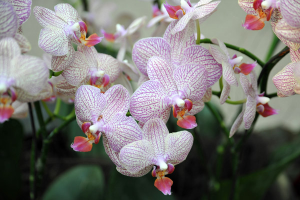 The Mist House, National Orchid Garden