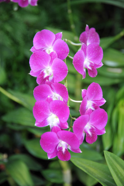 National Orchid Garden, Singapore Botanical Gardens