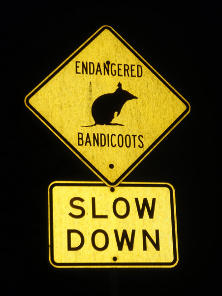 Endangered Bandicoots - Manly