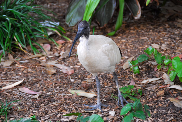 Ibis in Tumbalong Park - Darling Harbour