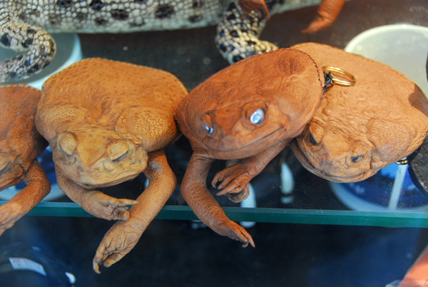 Cane toad purse