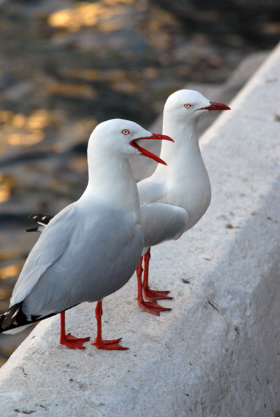 Sea Gulls, Circular Quay
