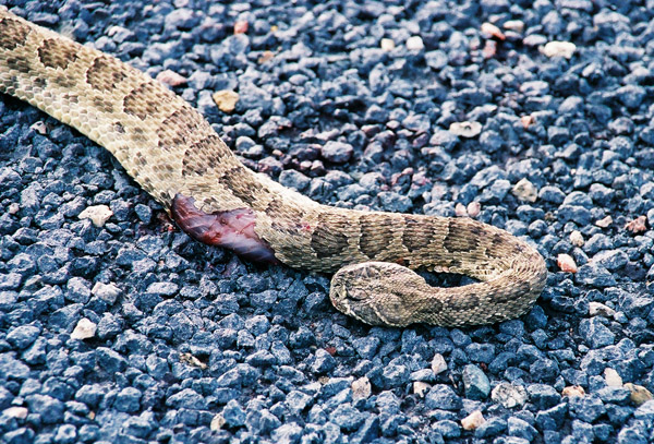 Dead Rattlesnake in the road