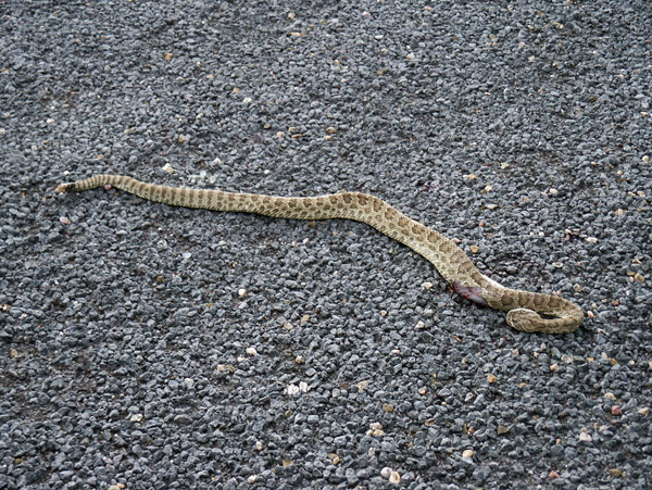 Dead Rattlesnake