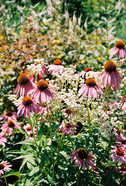 Longwood Gardens