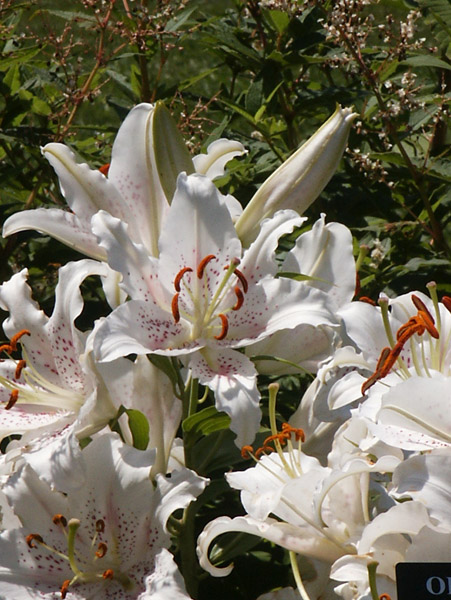 Longwood Gardens