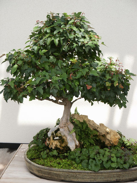 Bonsai, Longwood Gardens