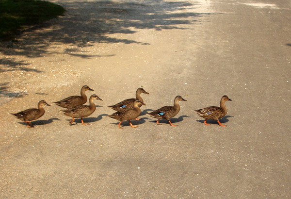 Ducklings - Colonial Williamsburg