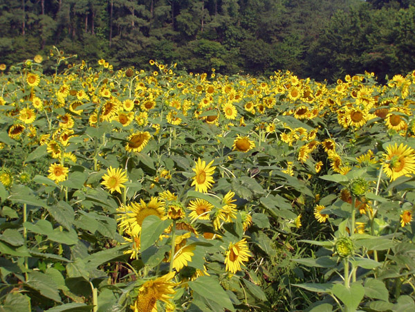 Field of sunflowers near Virginia Beach