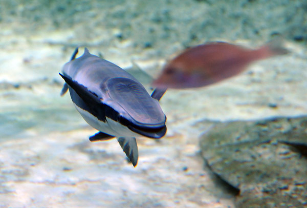 Remora (Sucker Fish), Sharjah Aquarium