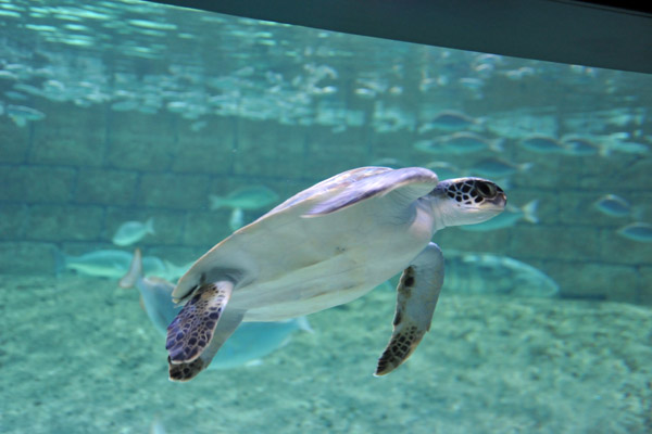Green Sea Turtle, Sharjah Aquarium