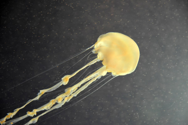 Moon Jellyfish, Sharjah Aquarium
