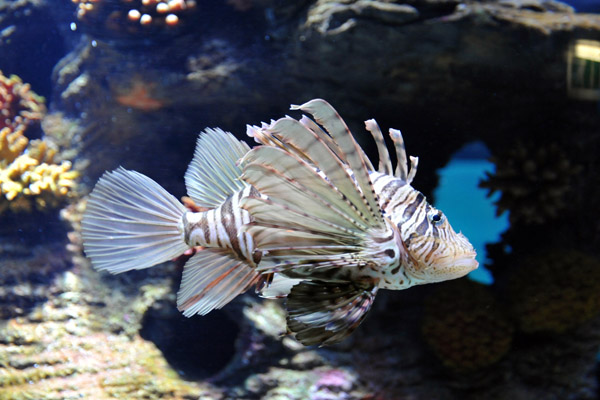 Lionfish - Sharjah Aquarium