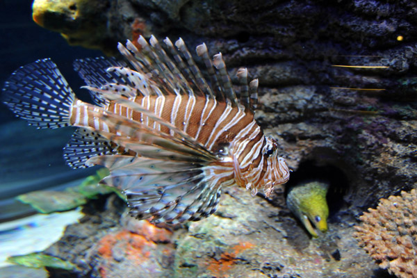 Lionfish - Sharjah Aquarium