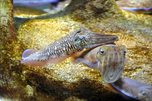 Cuttlefish, Sharjah Aquarium