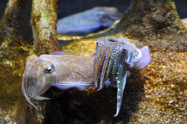 Cuttlefish, Sharjah Aquarium
