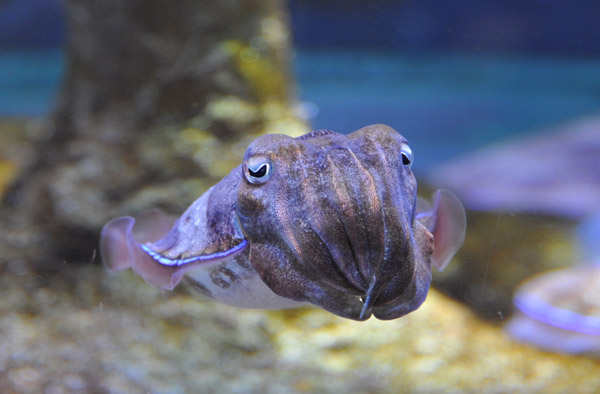 Cuttlefish, Sharjah Aquarium