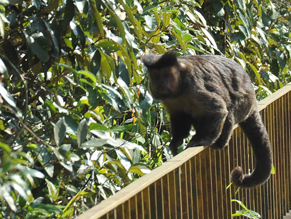 Black Capuchin Monkey (Sapajus nigritus), Rio de Janeiro
