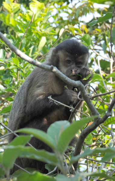 Black Capuchin Monkey (Sapajus nigritus), Rio de Janeiro